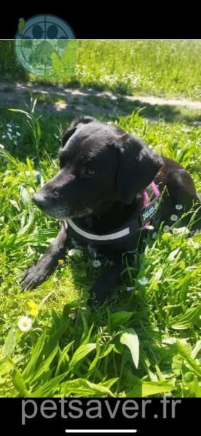 Chienne Perdue 31 Haute-Garonne Toulouse - Anita Chienne Perdue 31 Haute-Garonne Toulouse - Anita