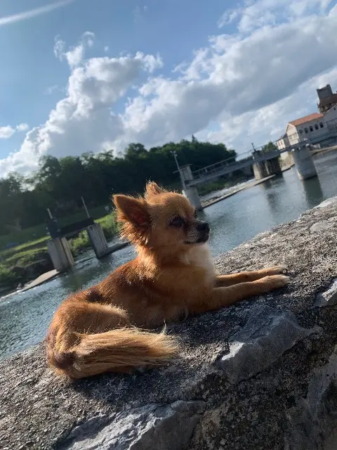 chienne lost    Toulouse Belle