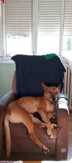 chienne lost    Toulouse Cloé