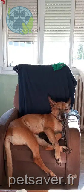 cadela perdida Toulouse Cloé cadela lost Toulouse Cloé