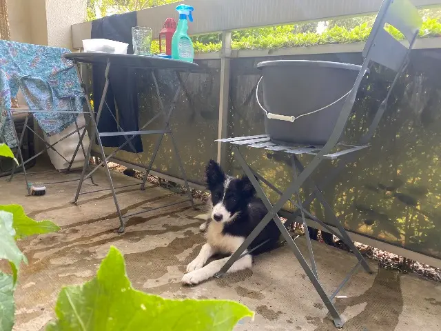 chienne lost    Toulouse Ivy
