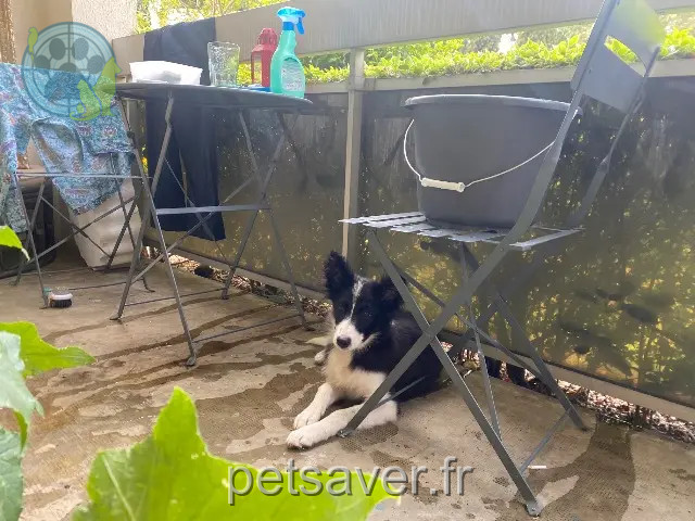 dog lost Toulouse Ivy dog lost Toulouse Ivy