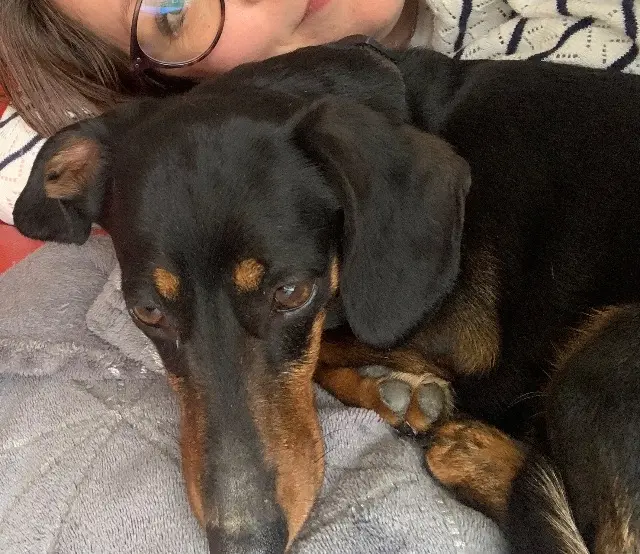 chienne lost    Toulouse Opale