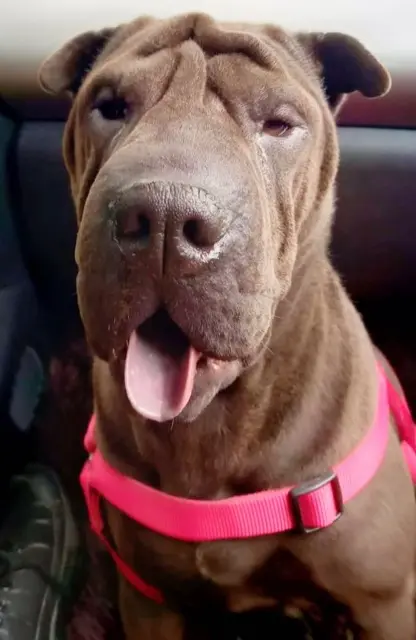 chienne lost    Toulouse Radja