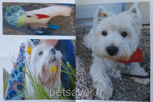 chienne lost    Toulouse Satine