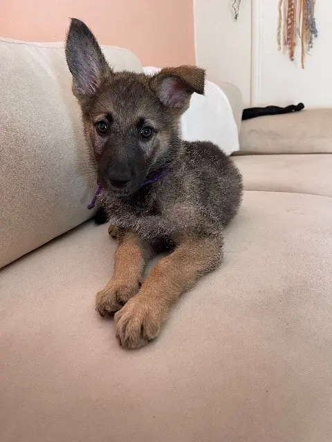 chienne lost    Toulouse Vaïna