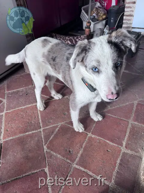 chienne lost   31800 Pointis-Inard Vegas