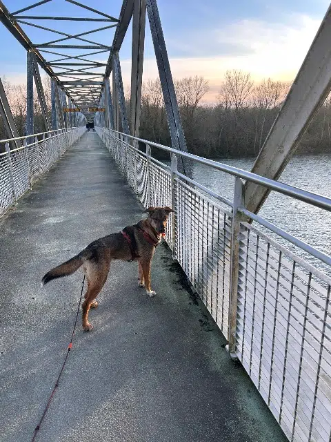 chienne lost   31620 Bouloc Yuna