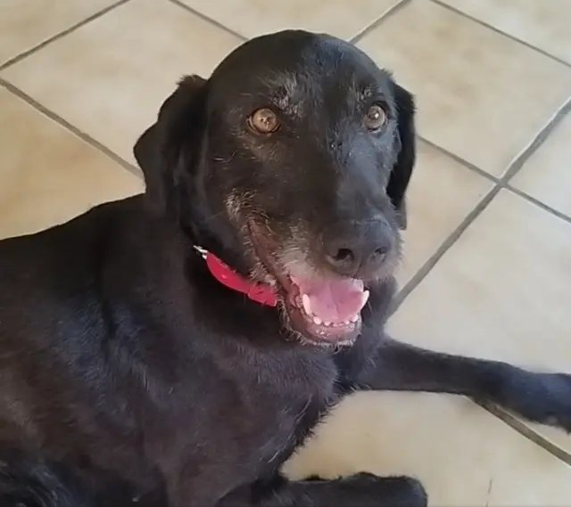 chienne lost   32190 Saint-Jean-Poutge BAGHEE