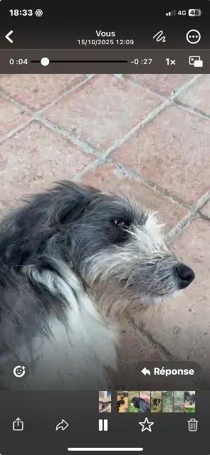 chienne lost   32270 Marsan Fifi