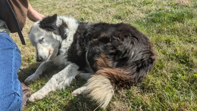 chienne lost   32220 Lombez Folie