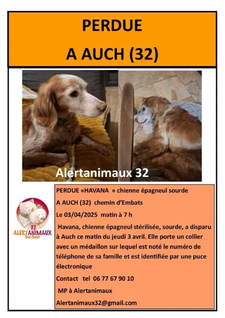 chienne lost   32000 Auch Havana