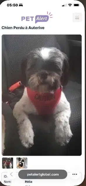 chienne lost   32550 Auterive Hélia