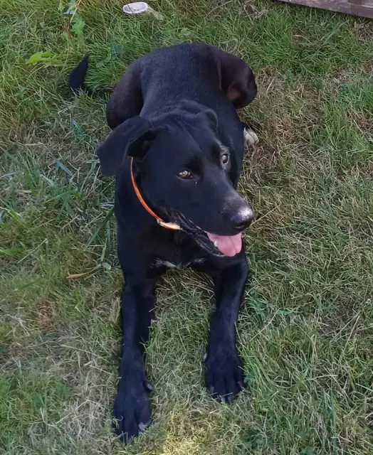 chienne lost   32240 Monlezun-d'Armagnac Kali