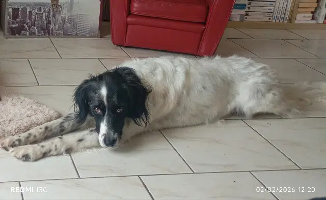 chienne lost   32230 Marciac Laïka