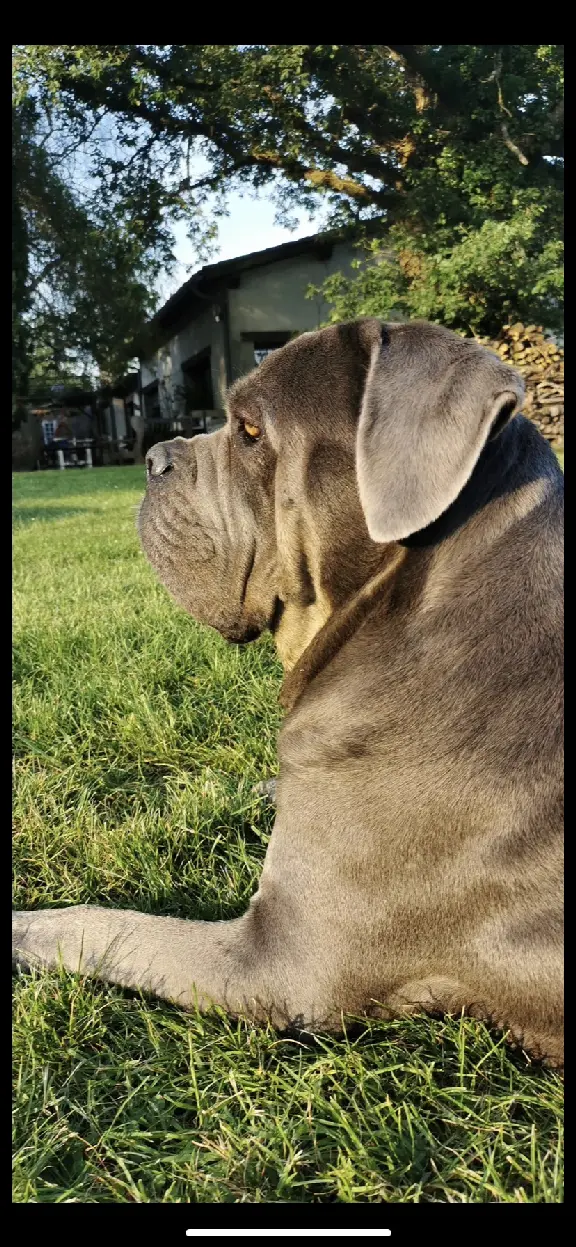 Chienne Perdue 32 Gers - Malya Chienne Perdue 32 Gers - Malya