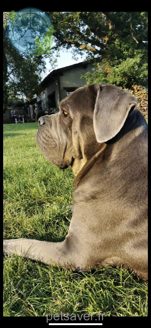 Chienne Perdue 32 Gers - Malya Chienne Perdue 32 Gers - Malya
