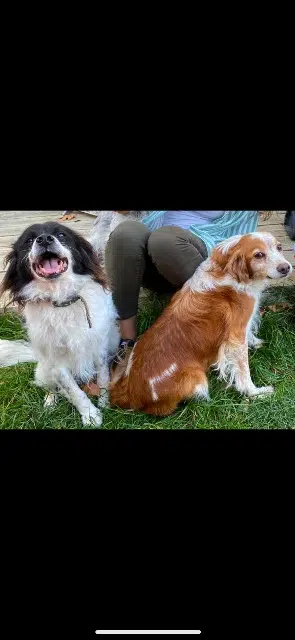 chienne lost   32410 Ayguetinte Martinespyke