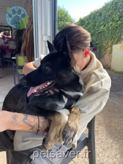 dog lost 32000 Auch Myla dog lost 32000 Auch Myla