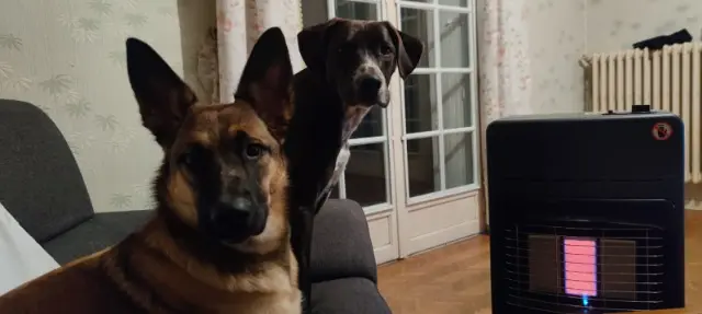 chienne lost   32110 Nogaro Nahla et smiley