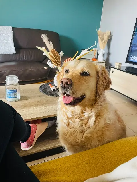 chienne lost   32700 Lectoure Pearl