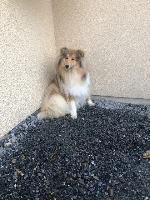 chienne lost   32400 Aurensan Poopy