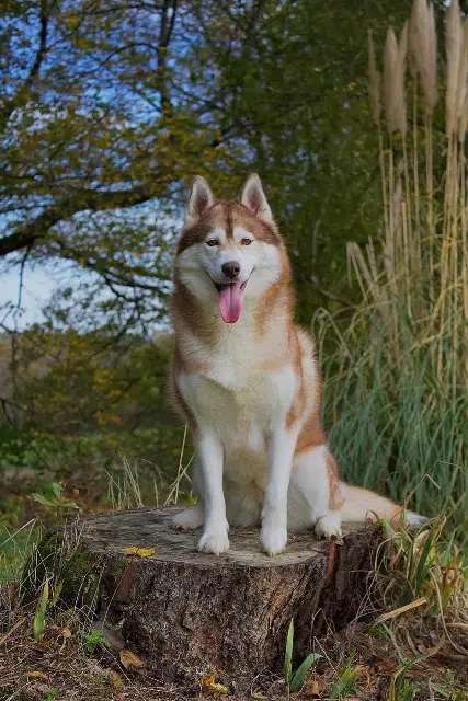 chienne lost   32800 Eauze Raybane