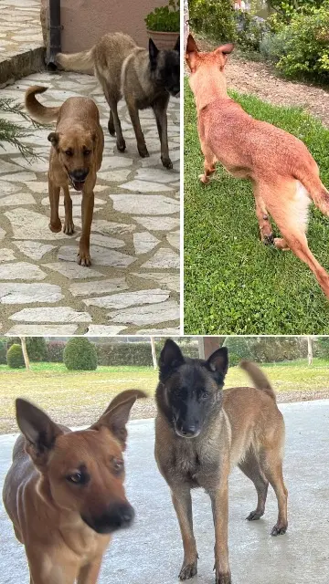 chienne perdue 32320 Riguepeu Rockette & Sousha chienne lost 32320 Riguepeu Rockette & Sousha