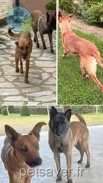 cagna persa 32320 Riguepeu Rockette & Sousha cagna lost 32320 Riguepeu Rockette & Sousha