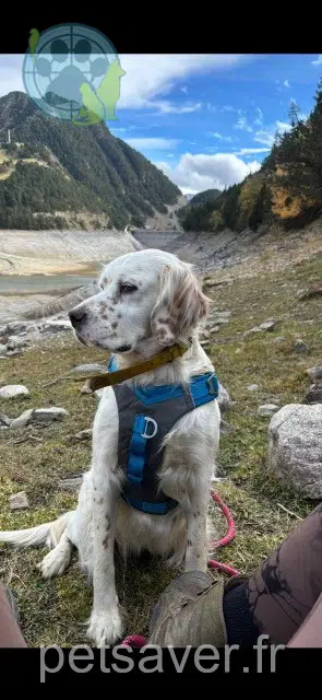 chienne lost   32110 Saint-Martin-d'Armagnac Russia