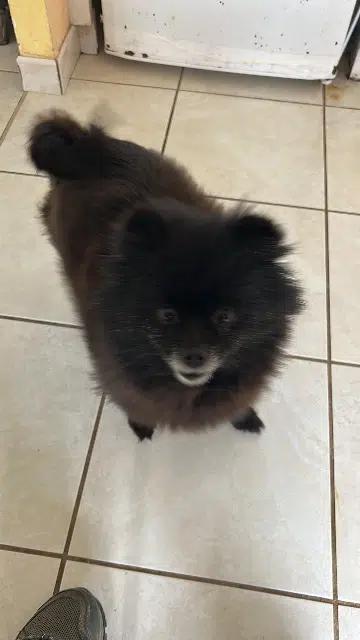 chienne lost   32800 Eauze Senseï