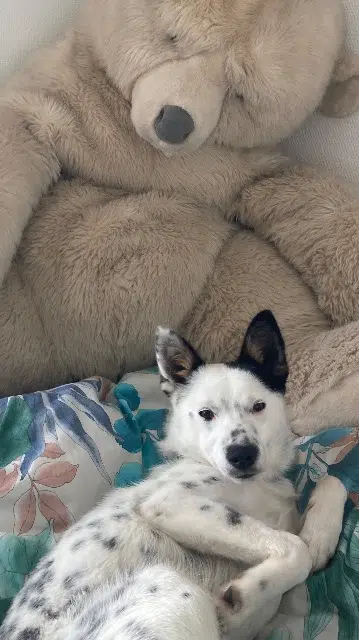 chienne lost   32700 Marsolan Snoopie