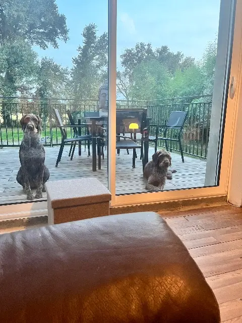 chienne lost   32400 Termes-d'Armagnac Tokyotelma