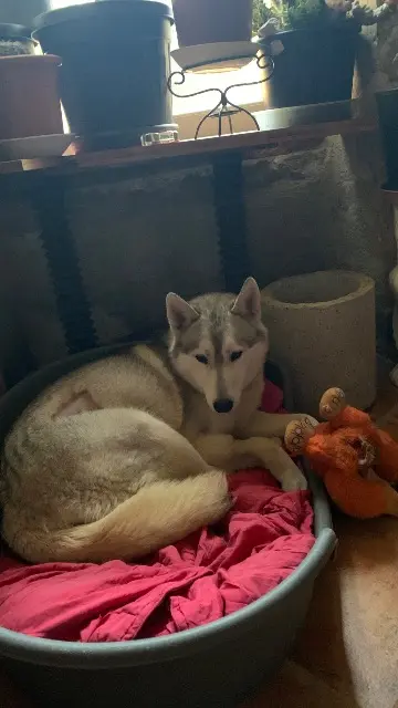 chienne lost   32390 Roquefort Toundra