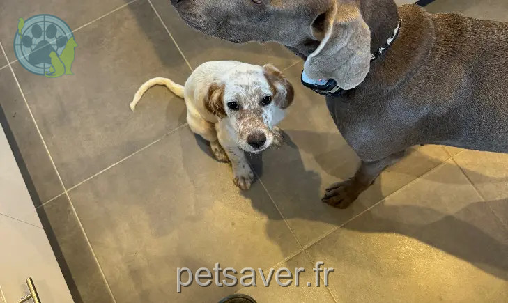 Chienne Perdue 32 Gers - Vodka Chienne Perdue 32 Gers - Vodka