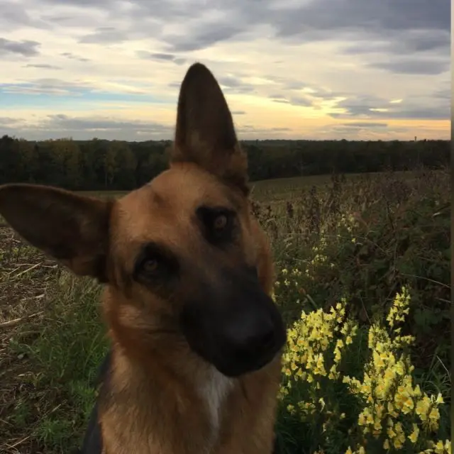 chienne lost   32460 Le Houga Zelda