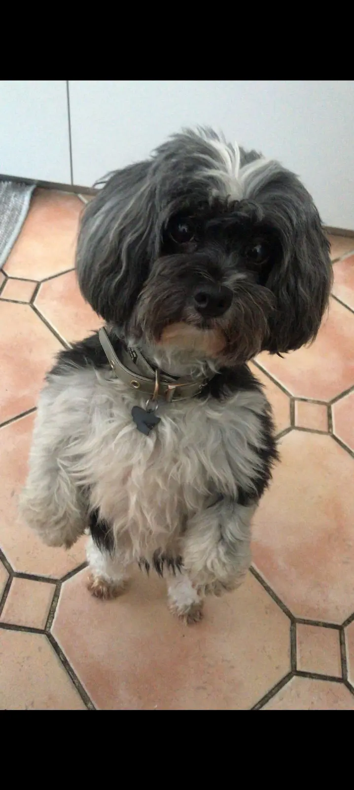 Chienne Perdue 33 Gironde Chienne Perdue 33 Gironde