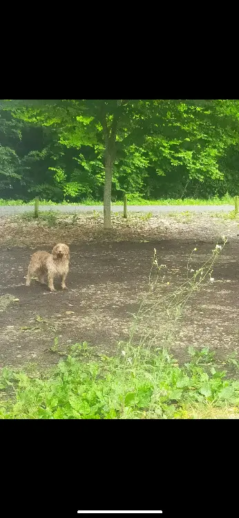 Chienne Perdue 33 Gironde - Athena Chienne Perdue 33 Gironde - Athena