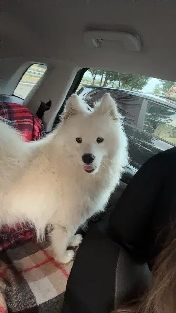 chienne lost   33920 Saint-Savin Boo