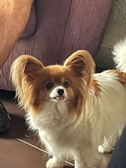 chienne lost    Bordeaux Cannelle
