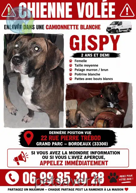 chienne lost    Bordeaux Gipsy