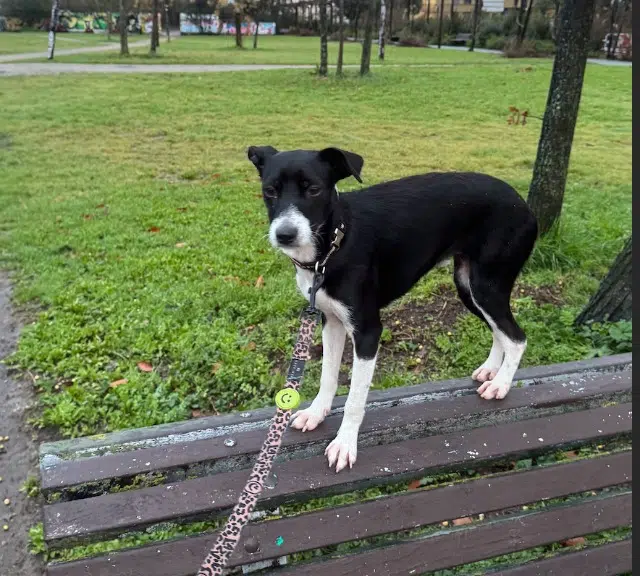 chienne lost    Bordeaux Olive