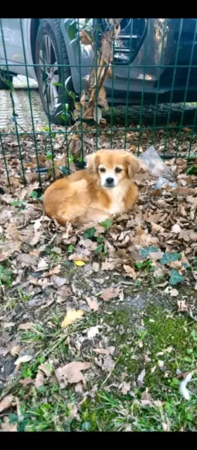 chienne lost    Bordeaux Quetta