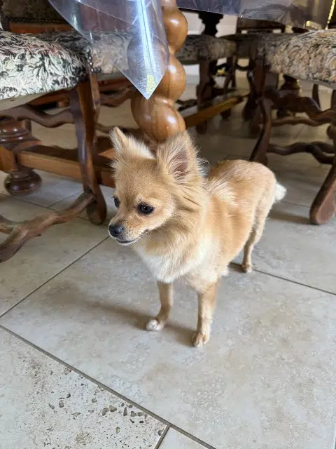 chienne lost   33190 La Réole Cally