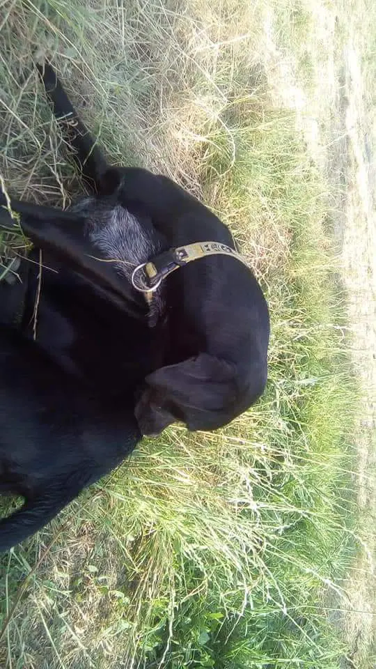 Chienne Perdue 33 Gironde - Changa Chienne Perdue 33 Gironde - Changa