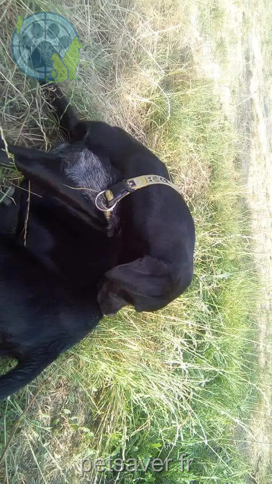 Chienne Perdue 33 Gironde - Changa Chienne Perdue 33 Gironde - Changa