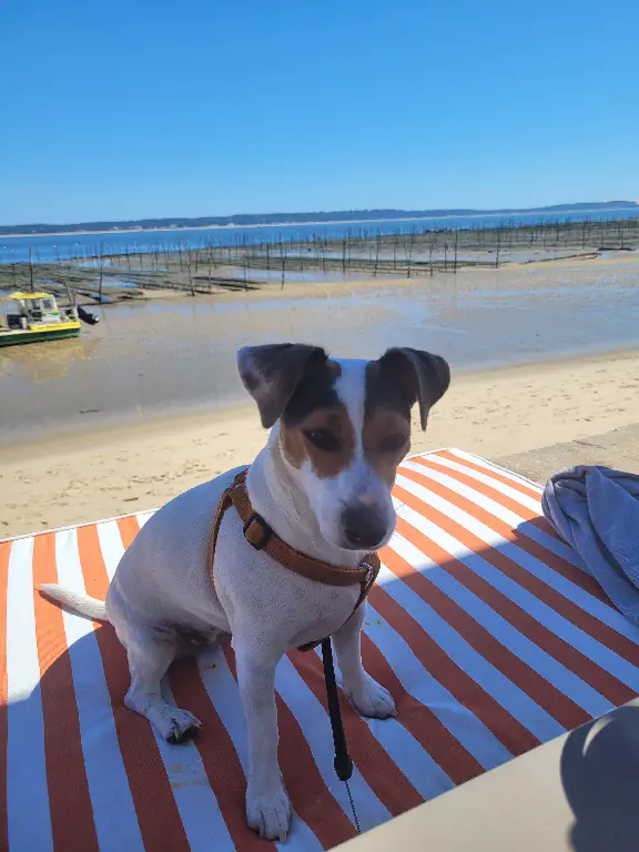 Chienne Perdue 33 Gironde - Chillie Chienne Perdue 33 Gironde - Chillie