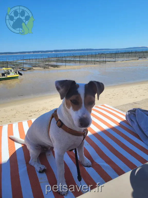 Chienne Perdue 33 Gironde - Chillie Chienne Perdue 33 Gironde - Chillie