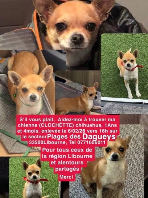 chienne lost   33500 Libourne Clochette