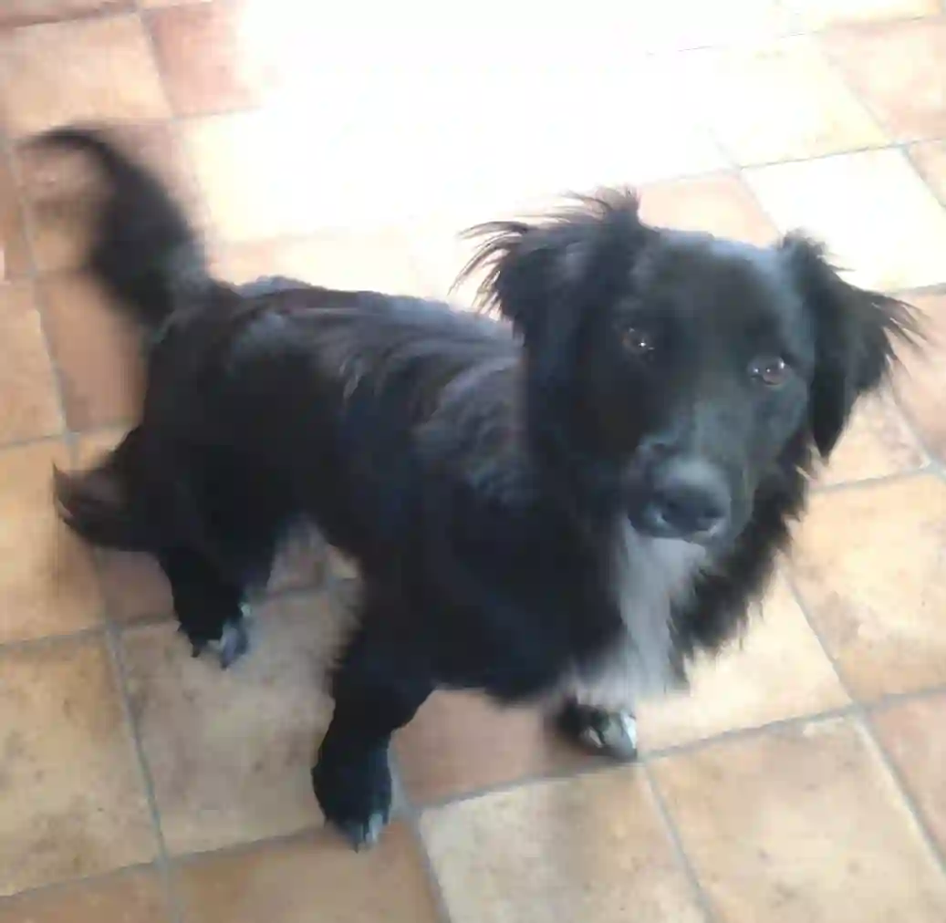 Chienne Perdue 33 Gironde - Couine Chienne Perdue 33 Gironde - Couine